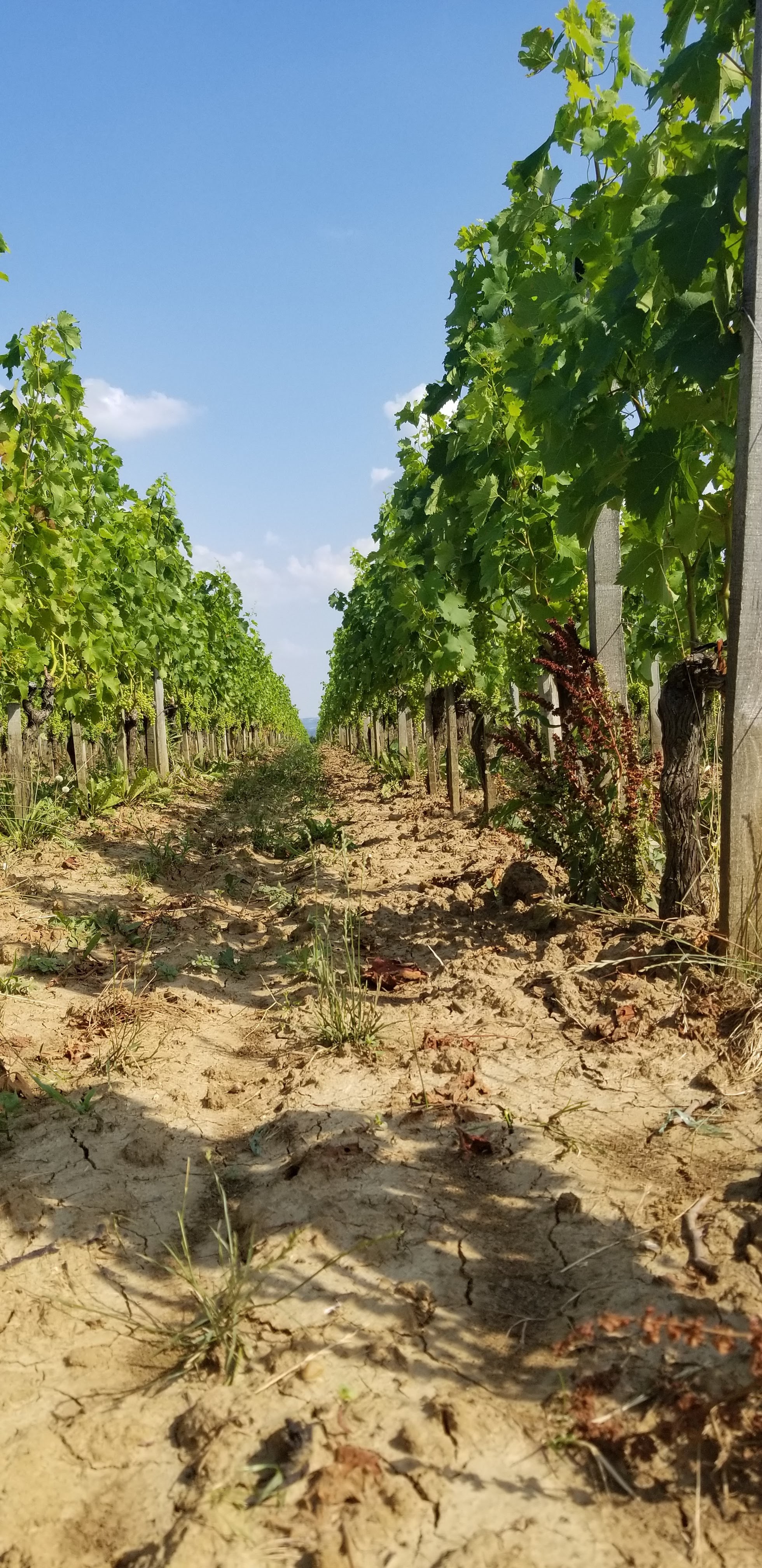 Photo n° 2 de l'avis de Pacôme.l fait le 13/07/2018 à 13:18