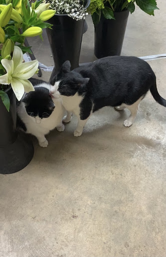 Garden Center «International Garden and Floral Design Center», reviews and photos, 155 N Sepulveda Blvd, El Segundo, CA 90245, USA