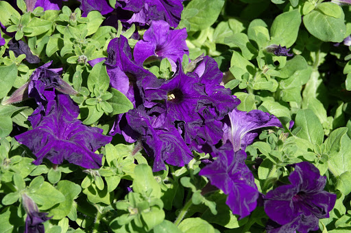 Museum «Ghost Town Museum», reviews and photos, 400 S 21st St, Colorado Springs, CO 80904, USA