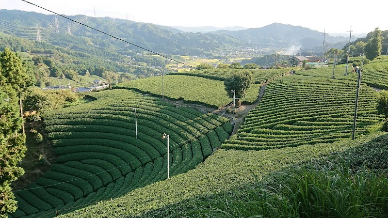 原山 円形茶畑