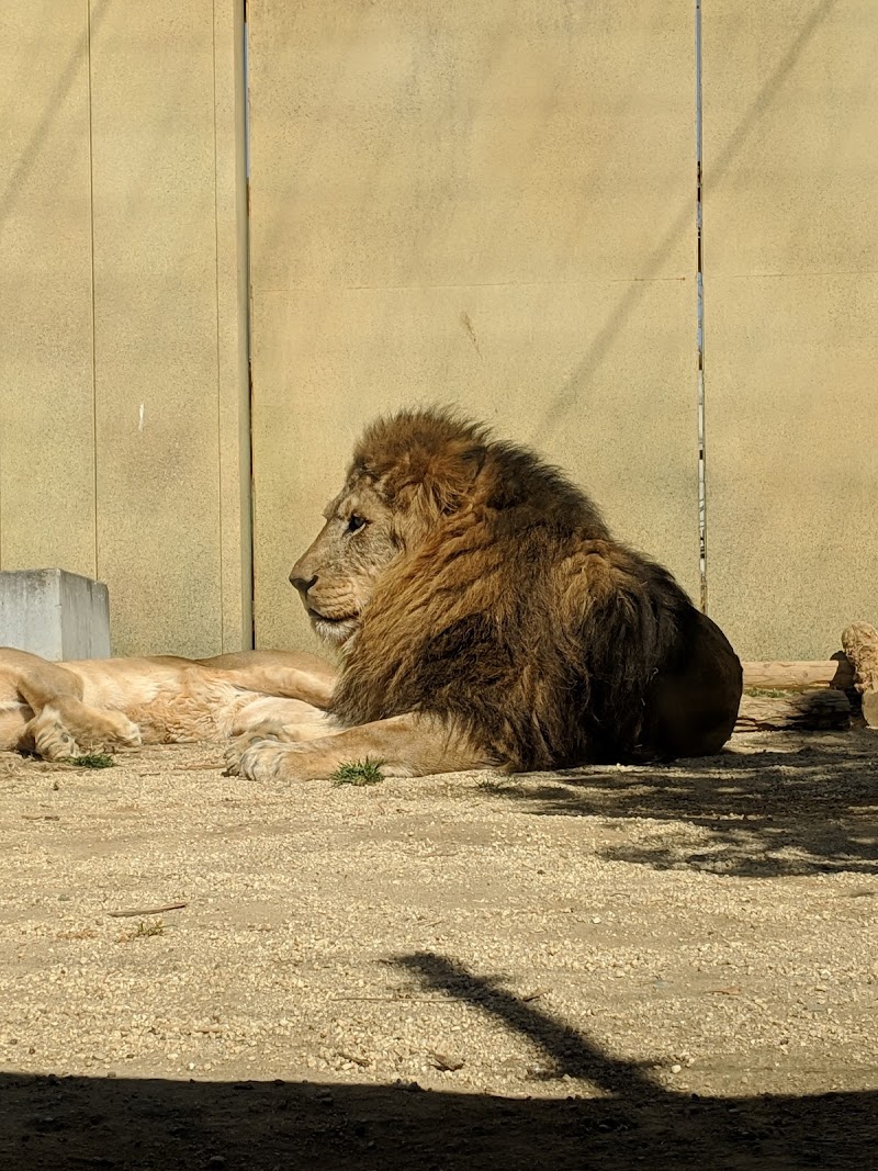 東武動物公園 コルネさんのパンケーキハウス 埼玉県宮代町 パンケーキ屋 パン グルコミ