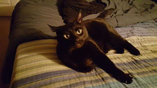 Pet Groomer «Delaware Pet Stuff», reviews and photos, 435 Dunlap St, Delaware, OH 43015, USA