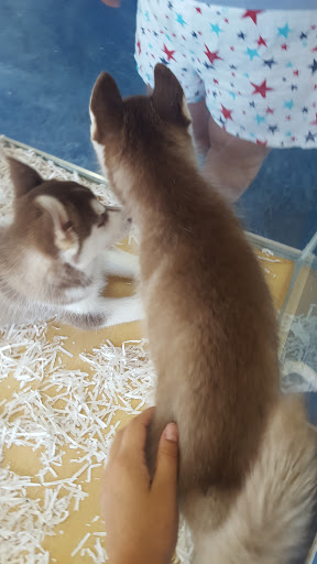 Pet Store «V.I. Pets», reviews and photos, 11975 E Lakewood Blvd, Holland, MI 49424, USA