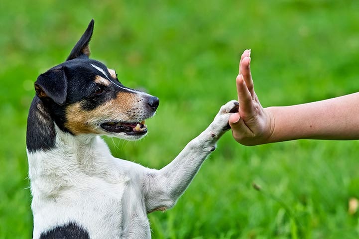 Nate Dog Training