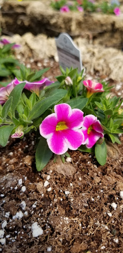 Florist «Fort Thomas Florists & Ghses.», reviews and photos, 63 S Grand Ave, Fort Thomas, KY 41075, USA