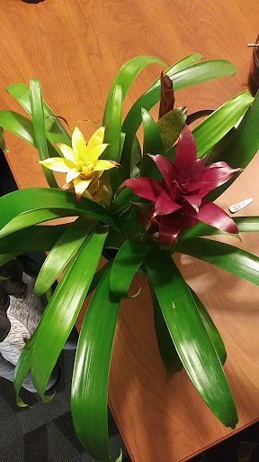 Garden Center «English Gardens», reviews and photos, 44850 Garfield Rd, Charter Twp of Clinton, MI 48038, USA