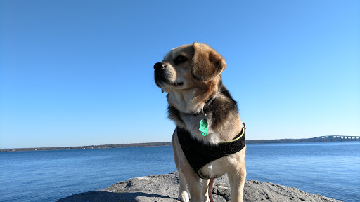 Nature Preserve «John H. Chafee Nature Preserve», reviews and photos, Boston Neck Rd, North Kingstown, RI 02852, USA