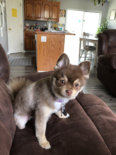 Pet Groomer «Go Pet Go», reviews and photos, 115 NE 91 St, Kansas City, MO 64155, USA