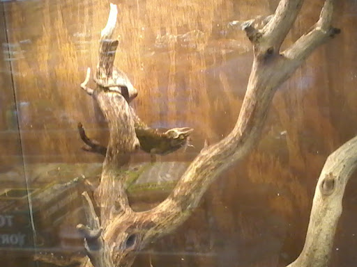 Pet Store «Lost Realms Pets», reviews and photos, 8059 N Cedar Ave, Fresno, CA 93720, USA