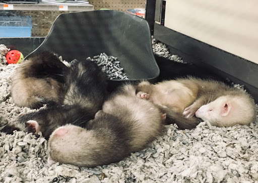 Pet Supply Store «Petco Animal Supplies», reviews and photos, 1391 NJ-35, Middletown, NJ 07748, USA