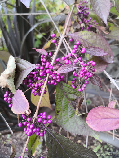 Park «Genesee Park and Playfield», reviews and photos, 4316 S Genesee St, Seattle, WA 98118, USA