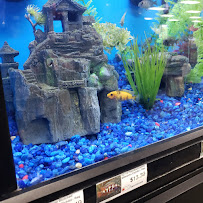 Pet Supermarket - Photo 7 - Car repair in Gardendale, AL, Birmingham