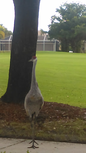 Country Club «Legends Golf & Country Club», reviews and photos, 8600 Legends Blvd, Fort Myers, FL 33912, USA