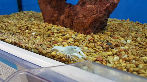 Pet Supply Store «Petco Animal Supplies», reviews and photos, 1203 SE Everett Mall Way f, Everett, WA 98208, USA