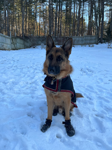 Pet Supply Store «Pet Source», reviews and photos, 620 Constitution Ave, Littleton, MA 01460, USA