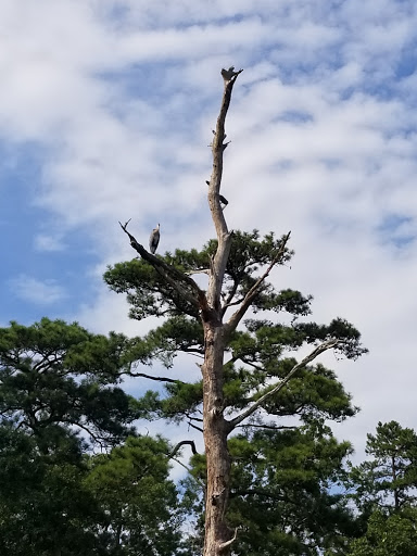 Water Sports Equipment Rental Service «Tula Adventure Sports Stand up Paddleboard & Wakeboard», reviews and photos, 2100 Marina Shores Dr #3, Virginia Beach, VA 23451, USA