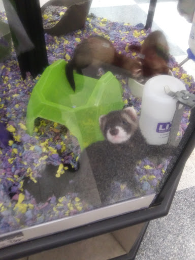 Pet Supply Store «Petco Animal Supplies», reviews and photos, 2784 W Peoria Ave, Phoenix, AZ 85029, USA