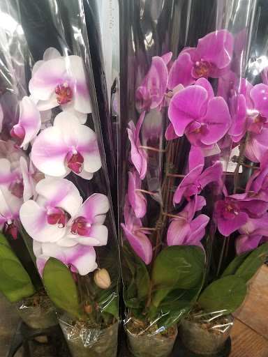Florist «Sieck-Wright Floral Products», reviews and photos, 231 Monmouth St, Hightstown, NJ 08520, USA
