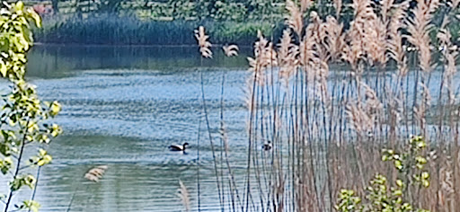 Park «Baisley Pond Park», reviews and photos, Baisley Blvd, Jamaica, NY 11434, USA