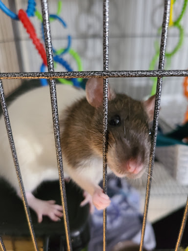 Bird Shop «Birdman Pet Shop», reviews and photos, 3520 N Figueroa St, Los Angeles, CA 90042, USA