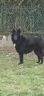 Cabinet Veterinaire Du Lauragais à Castelnaudary