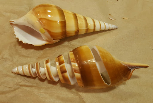 Gift Shop «Capitola Seashells», reviews and photos, 109 Capitola Ave, Capitola, CA 95010, USA