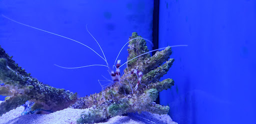 Tropical Fish Store «Ultimate Reefs & Aquariums», reviews and photos, 6020 S Memorial Dr, Tulsa, OK 74145, USA