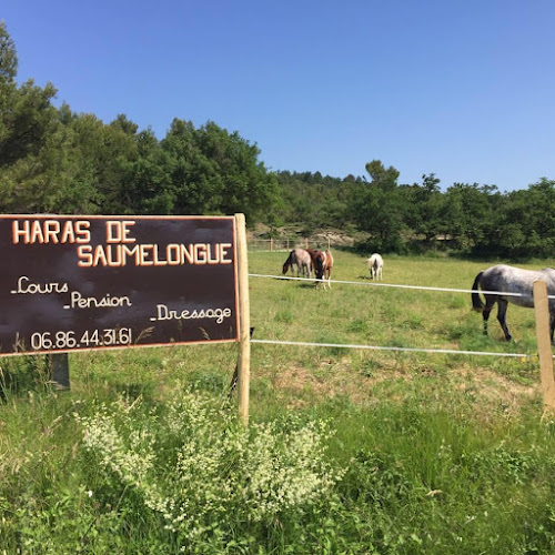 Haras de Saumelongue à Puy-Saint-Martin