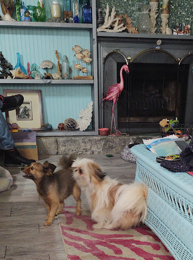 Pet Supply Store «Petco Animal Supplies», reviews and photos, 1670 Airport Blvd #700, Pensacola, FL 32504, USA