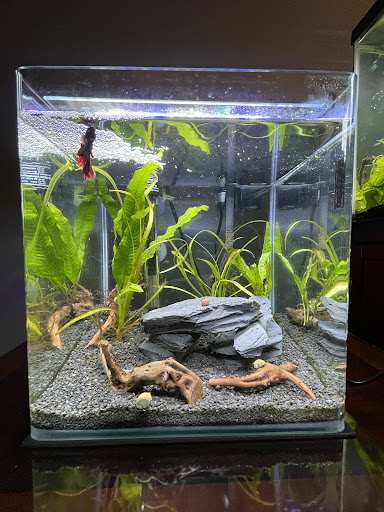 Pet Store «Sierra Fish and Pets», reviews and photos, 601 S Grady Way Suite M, Renton, WA 98057, USA