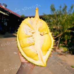 สวนวันเพ็ญ ทุเรียนปราจีน