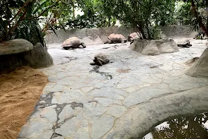 Giant Tortoises Pavilion image