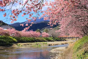 Kawazu Cherry Blossoms image