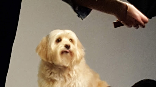 Pet Supply Store «The Urban Pet», reviews and photos, 7515 Beverly Blvd, Los Angeles, CA 90036, USA