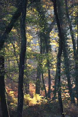 Centre de Biodiversité Jean Rostand à Pouydesseaux