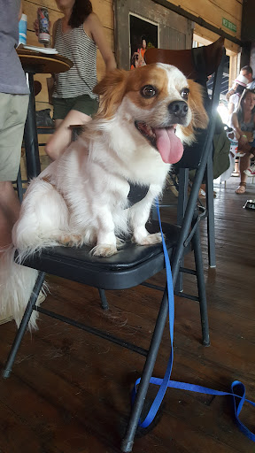 Live Music Venue «The Burl», reviews and photos, 375 Thompson Rd, Lexington, KY 40508, USA