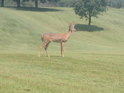 Public Golf Course «Longview Golf Course», reviews and photos, 3243 Frankfort Pike, Georgetown, KY 40324, USA