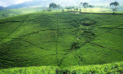 Kebun Teh Kemuning