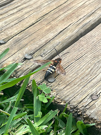 Bust-A-Bug Pest & Crawlspace Solutions - Photo 1 - Car repair in Chesapeake, VA, Chesapeake