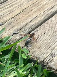 Bust-A-Bug Pest & Crawlspace Solutions - Car repair in Chesapeake, VA, Chesapeake - Rated 5.0/5