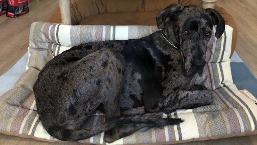 Pet Supply Store «Cole Valley Pets», reviews and photos, 910 Cole St, San Francisco, CA 94117, USA