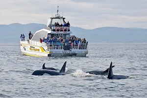 Eagle Wing Whale & Wildlife Tours image