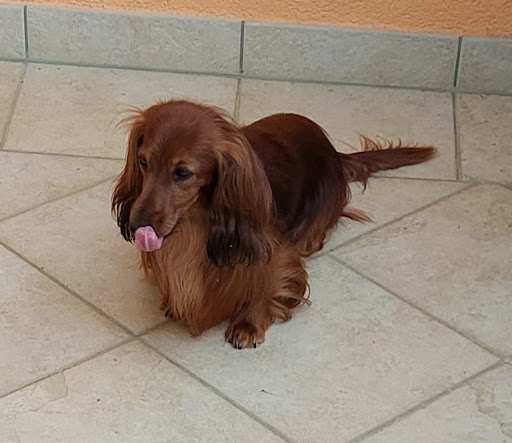 Pfotentreffer: Hundesalon, Hundetrainer unter Irrel, 