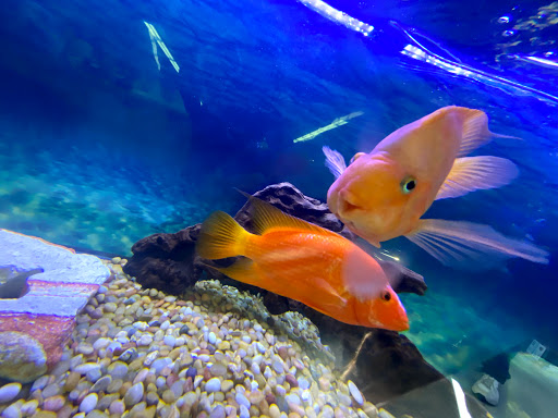 Tropical Fish Store «Lovely Pets Aquarium Store», reviews and photos, 69 Parkingway, Quincy, MA 02169, USA