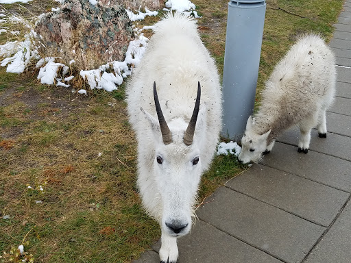 Gift Shop «Mt Rushmore Gift Shop», reviews and photos, 13000 SD-244, Keystone, SD 57751, USA