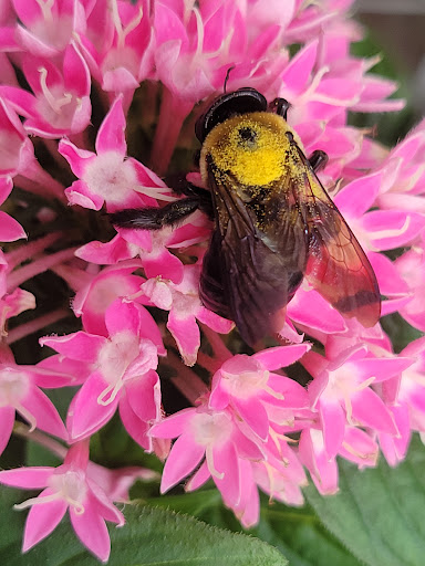 Home Improvement Store «The Home Depot», reviews and photos, 10233 Lakeridge Pkwy, Ashland, VA 23005, USA