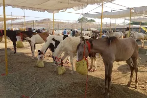 sarangkheda horse fair image