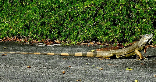 Golf Club «Plantation Preserve Golf Course & Club», reviews and photos, 7050 W Broward Blvd, Plantation, FL 33317, USA