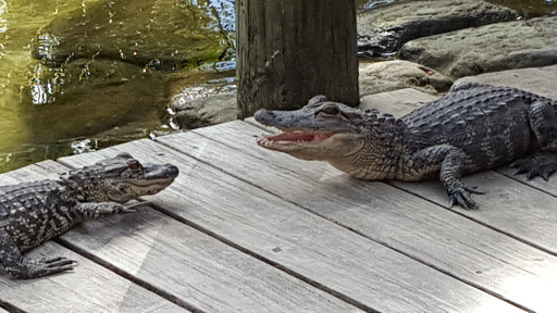 Miniature Golf Course «Congo River Golf», reviews and photos, 20060 US-19, Clearwater, FL 33764, USA