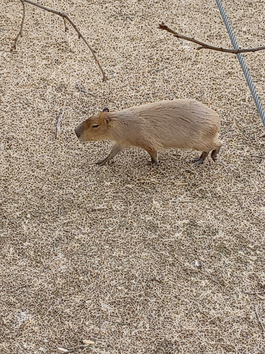 Performing Arts Theater «Lincoln Theatre», reviews and photos, 117 E Main St, Marion, VA 24354, USA